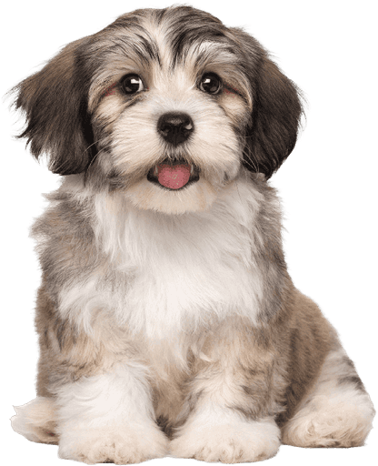 Cute puppy showing off a fluffy trim after a professional dog grooming appointment.