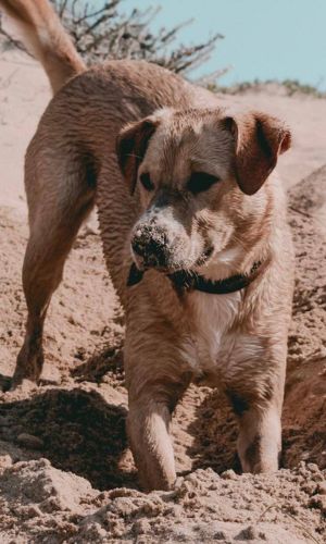 Cockey the pomeranian