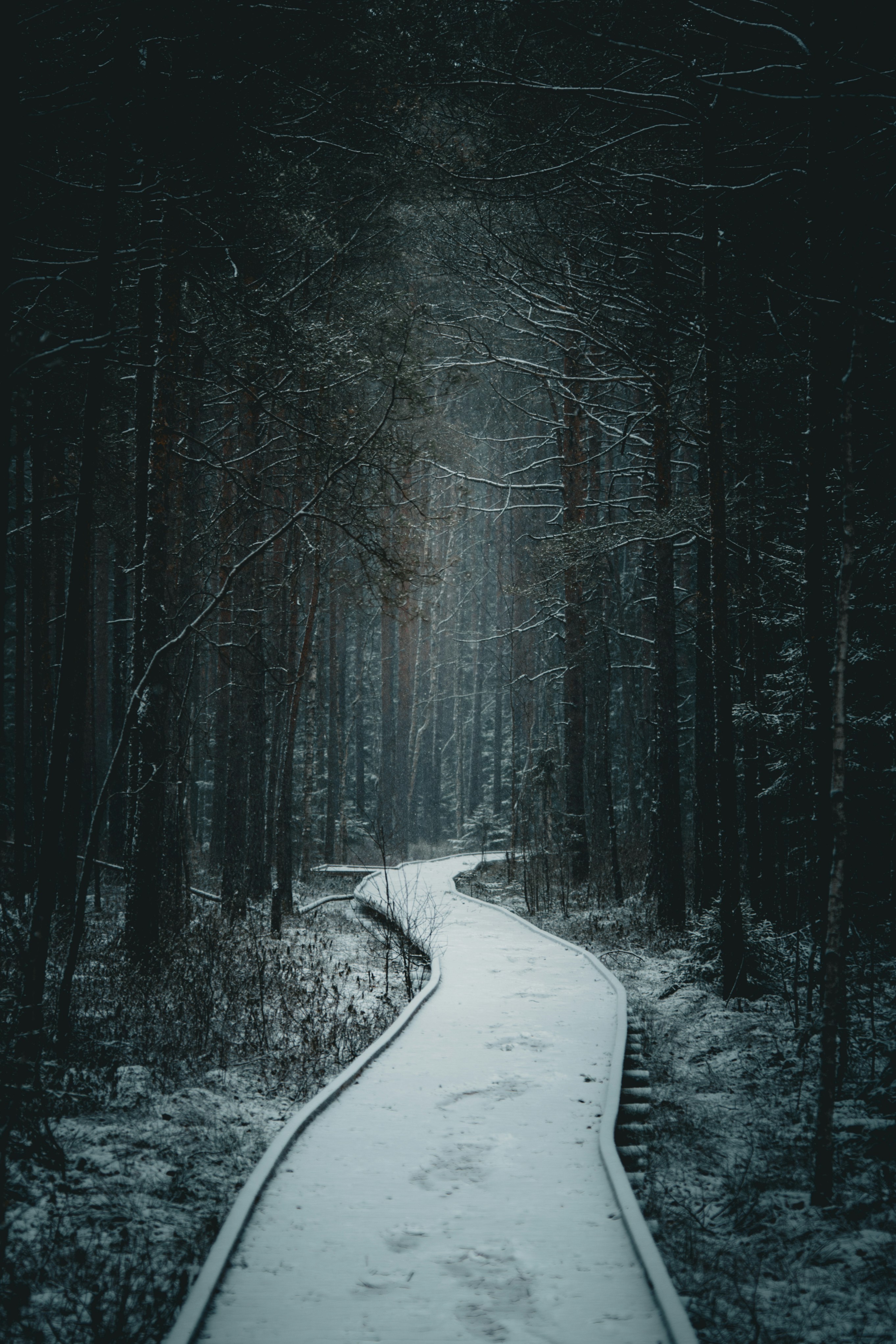 Snowy path through a dark, moody forest