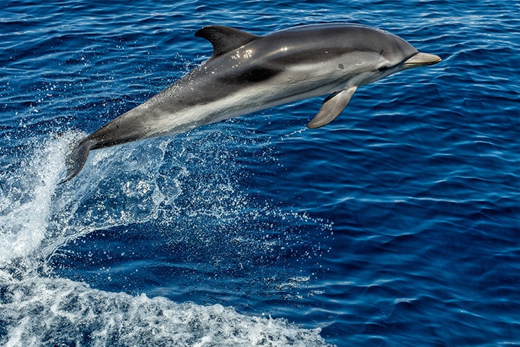 Yacht Rentals Newport Beach