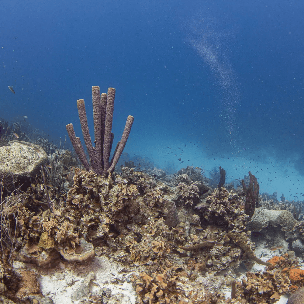 Dive in Bonaire