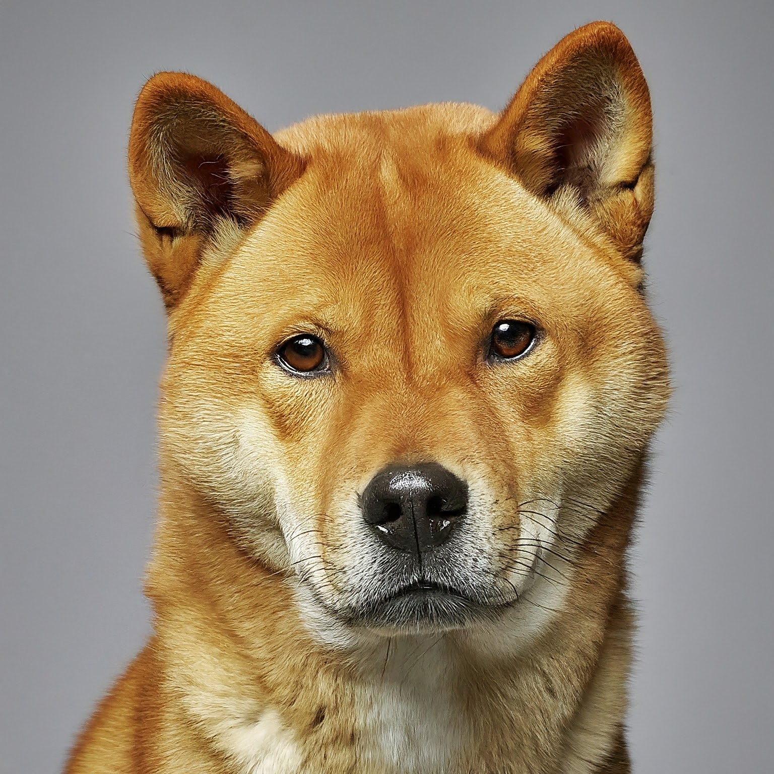 BUDDYUNO, Korean Jindo Dog