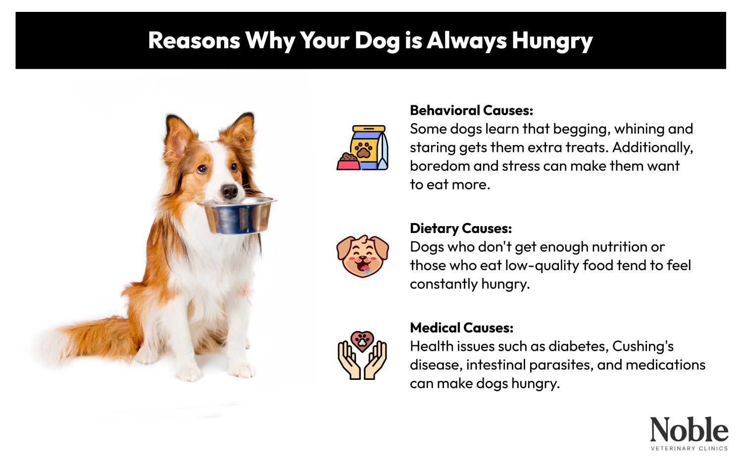 Reasons Why Your Dog is Always Hungry