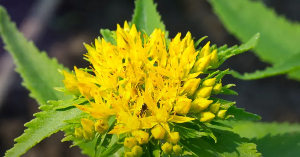 Rhodiola rosea is an adaptogen that may reduce fatigue and improve mental performance.