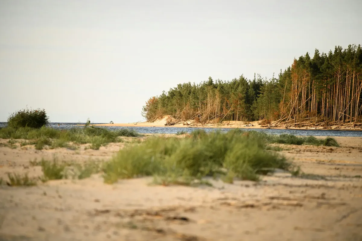 Maison des Pins — dune and pine forest