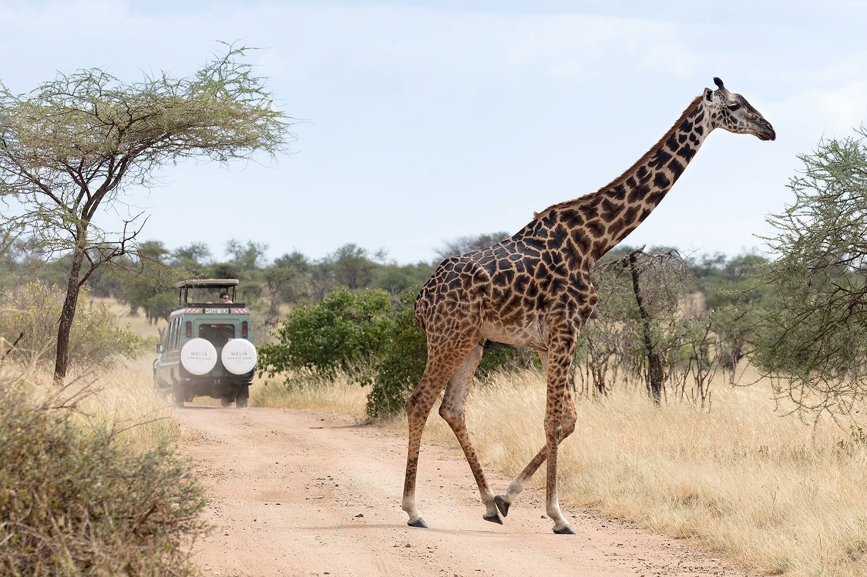 Floral Portrait Series