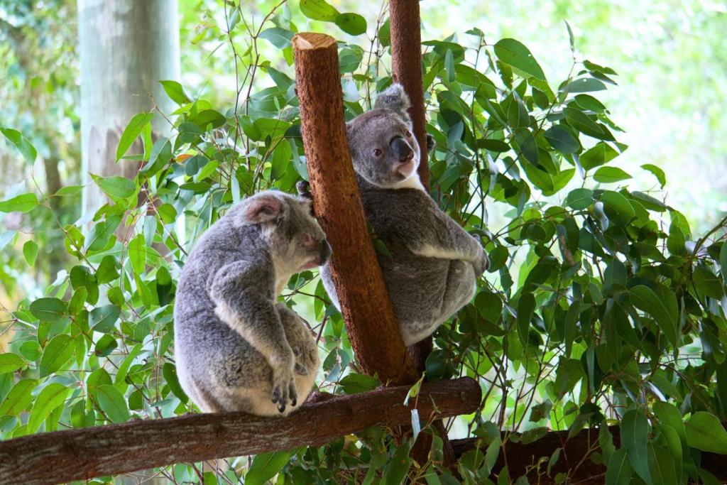 koalas at australia zoo