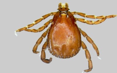 Carrapato-do-cão-marrom (Rhipicephalus sanguineus)