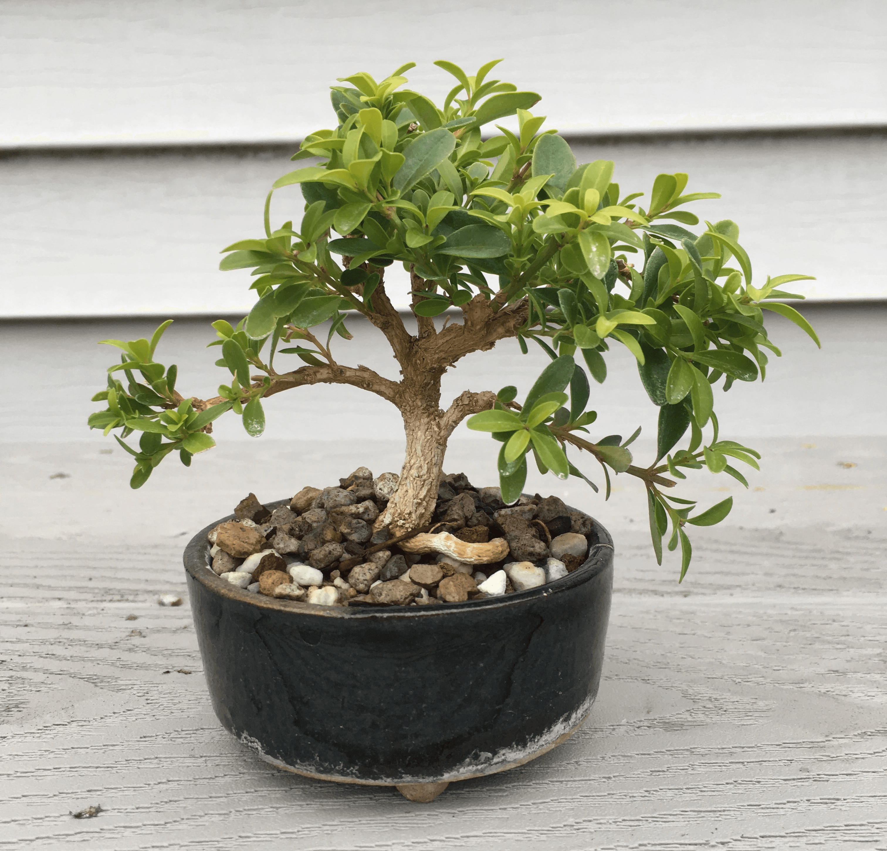 photograph of a bonsai tree