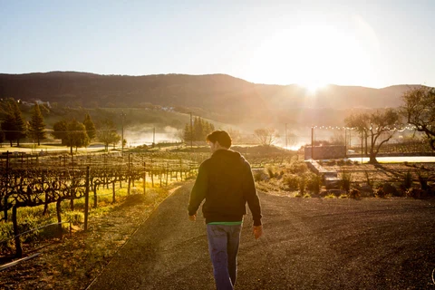 Rudy walking in a vineyard at sunrise