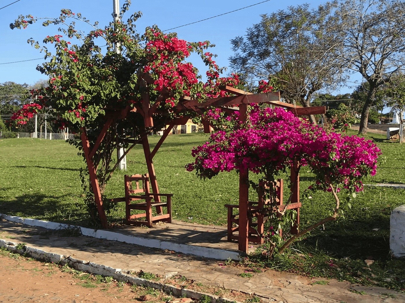 Flamboyants en fleurs au Paraguay – paysages tropicaux et couleurs vibrantes du pays