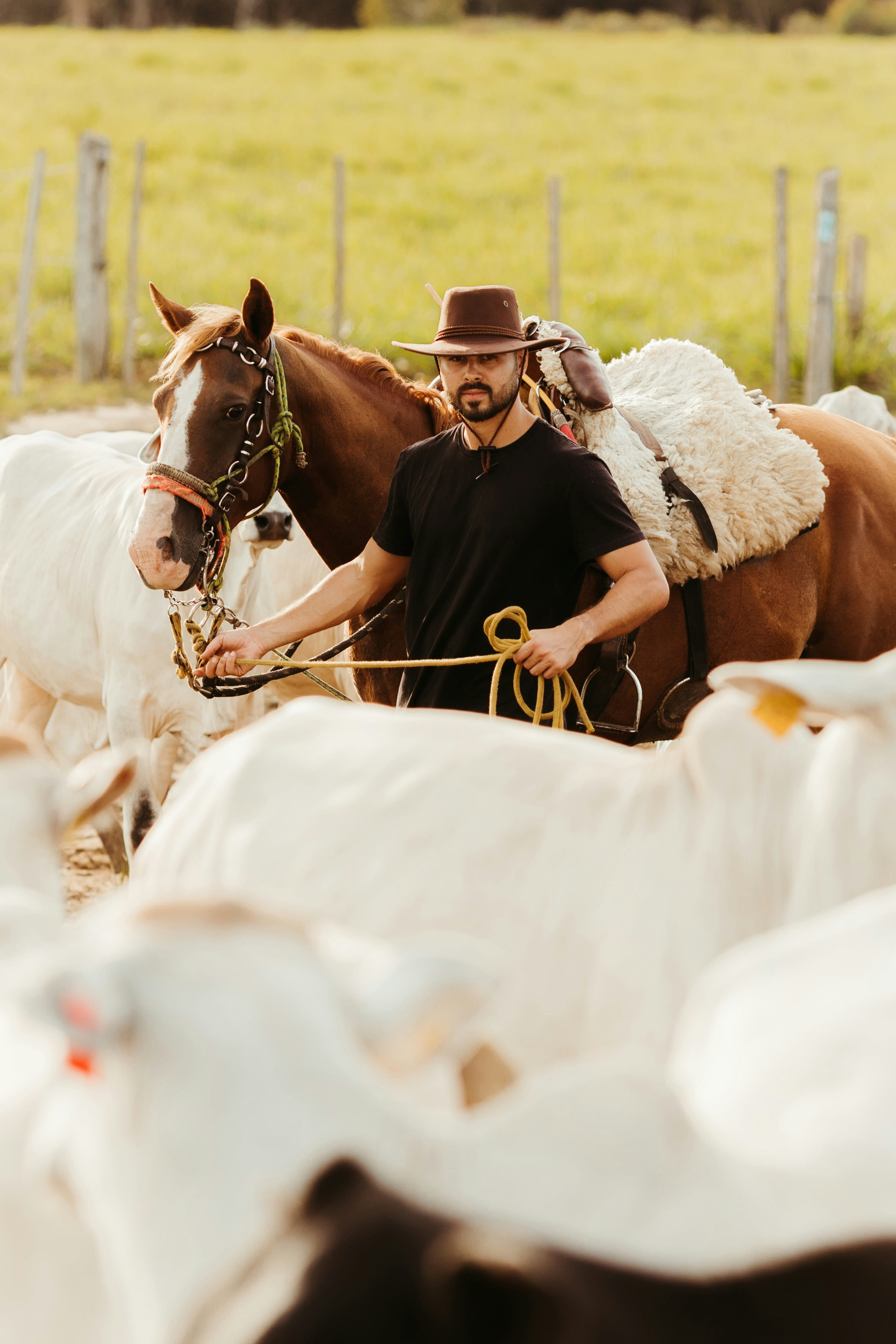 Stable Grazer resource thumbnail