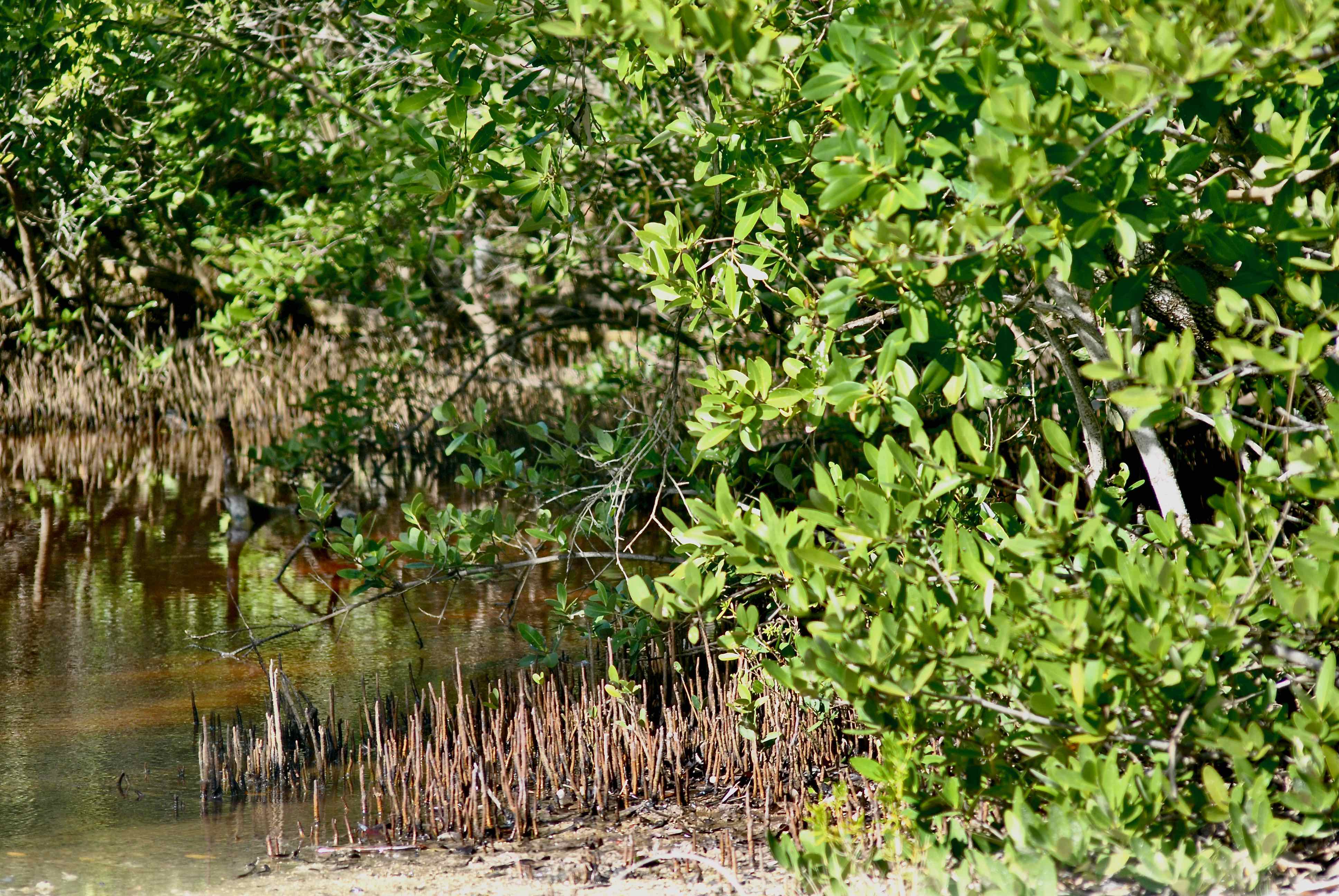 Black Mangrove