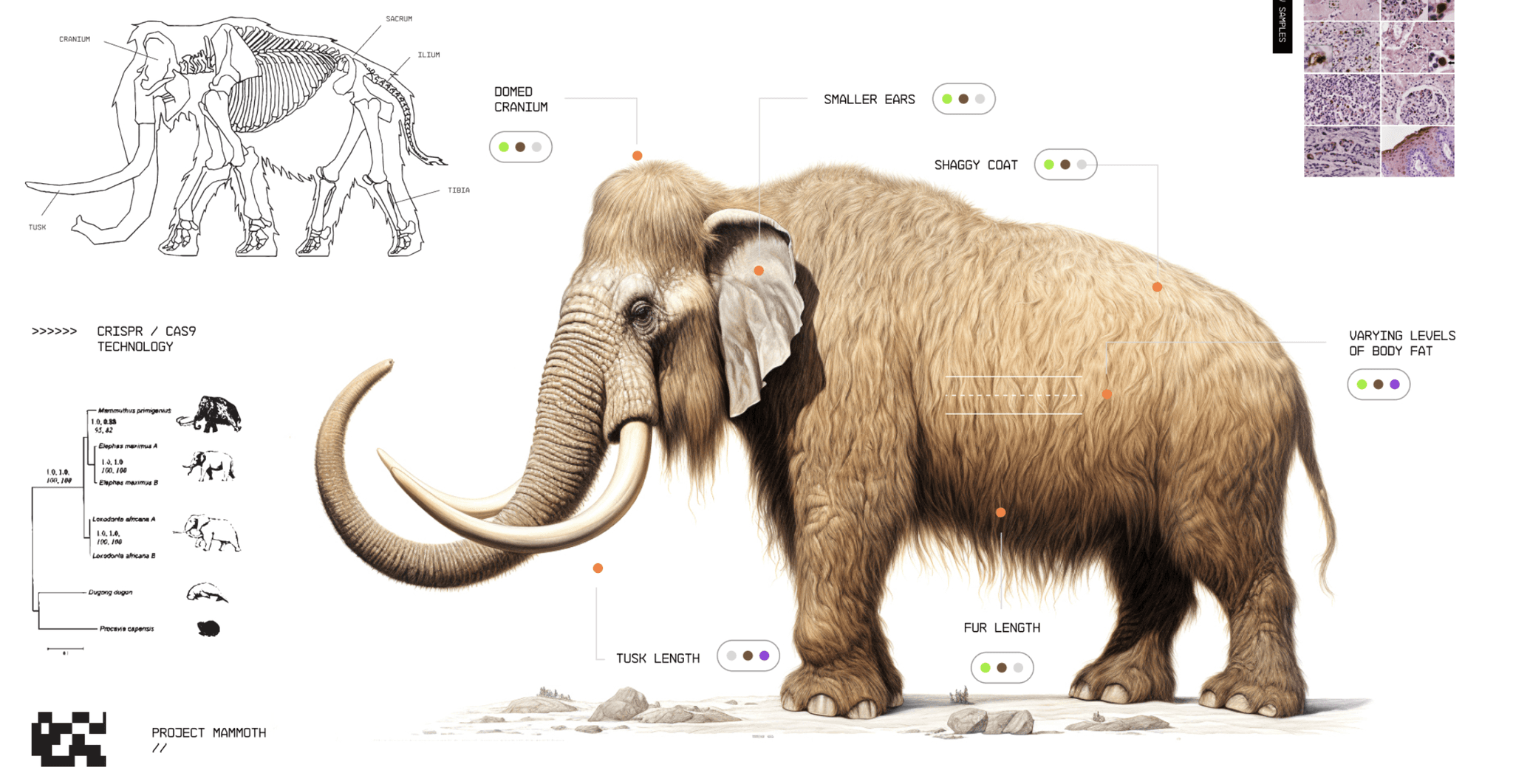 Colossal Biosciences: Leading the Future of De-Extinction and Climate ...