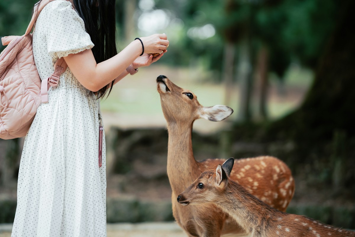 A visitor feeding deer in Nara Park