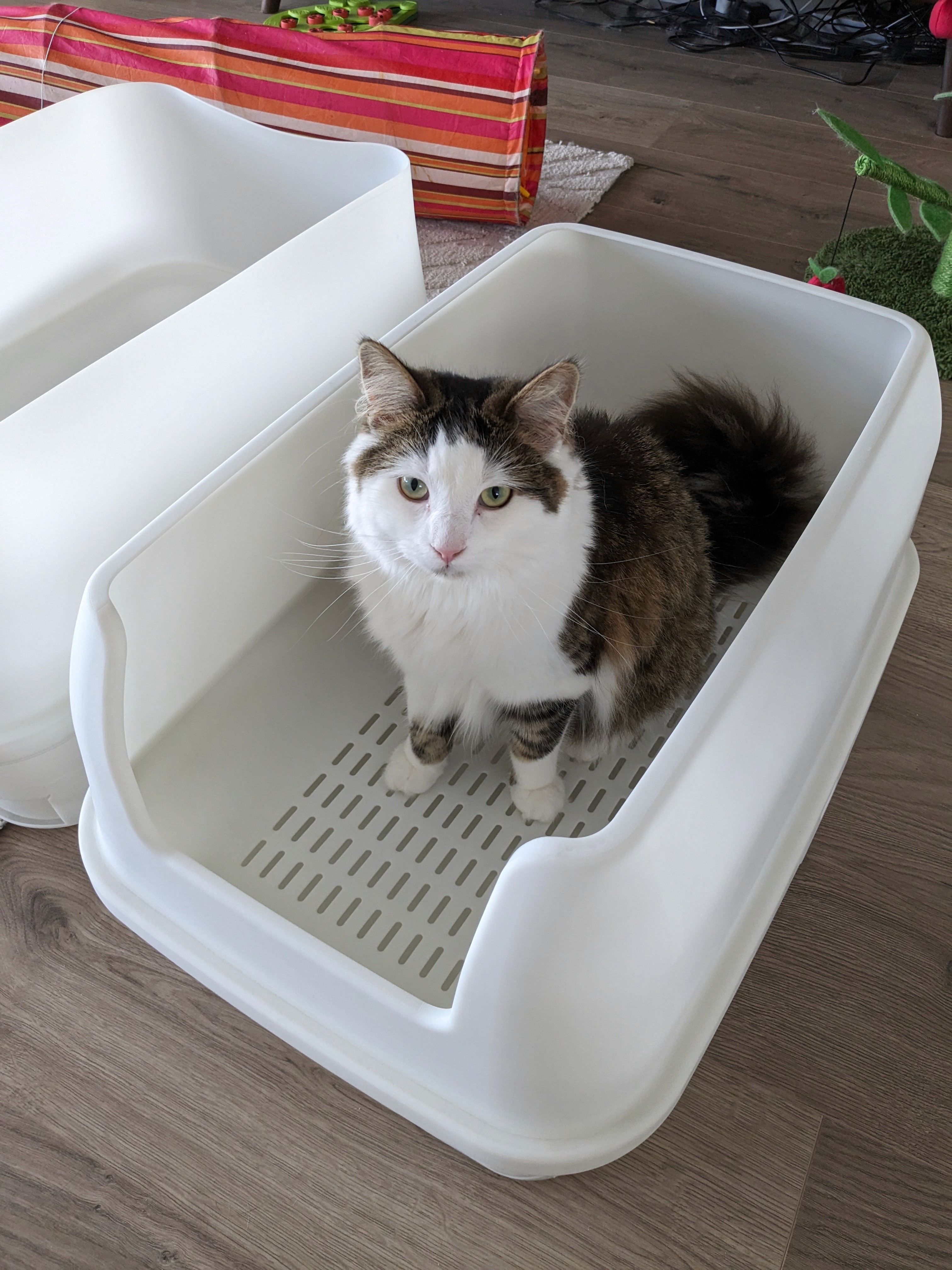 A fluffy, black and white cat sits inside a A Treasured Pals Premium Sifting Litter System  on a wooden floor, with a colorful striped object in the background.