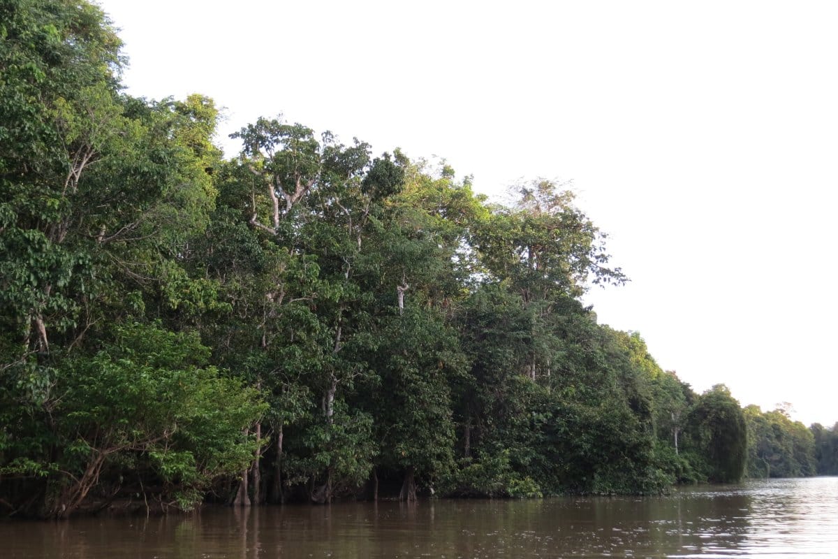 Kinabatangan, Borneo