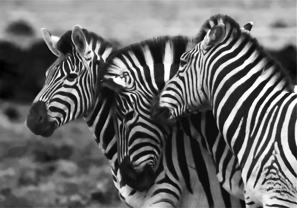 black white photo shwoing 3 zebras nursing each other in the wild.