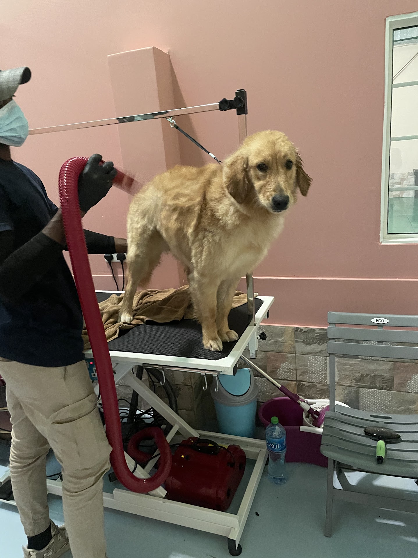 dog grooming services in dubai for dogs of all breeds and sizes