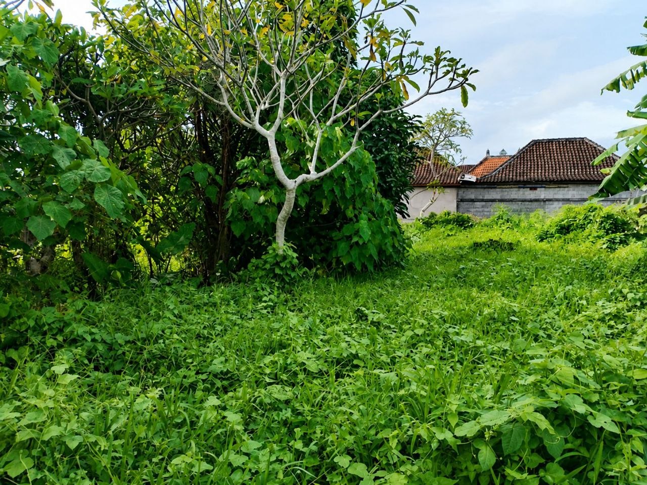 Land plot 1,641 m² near Ubud, Leasehold