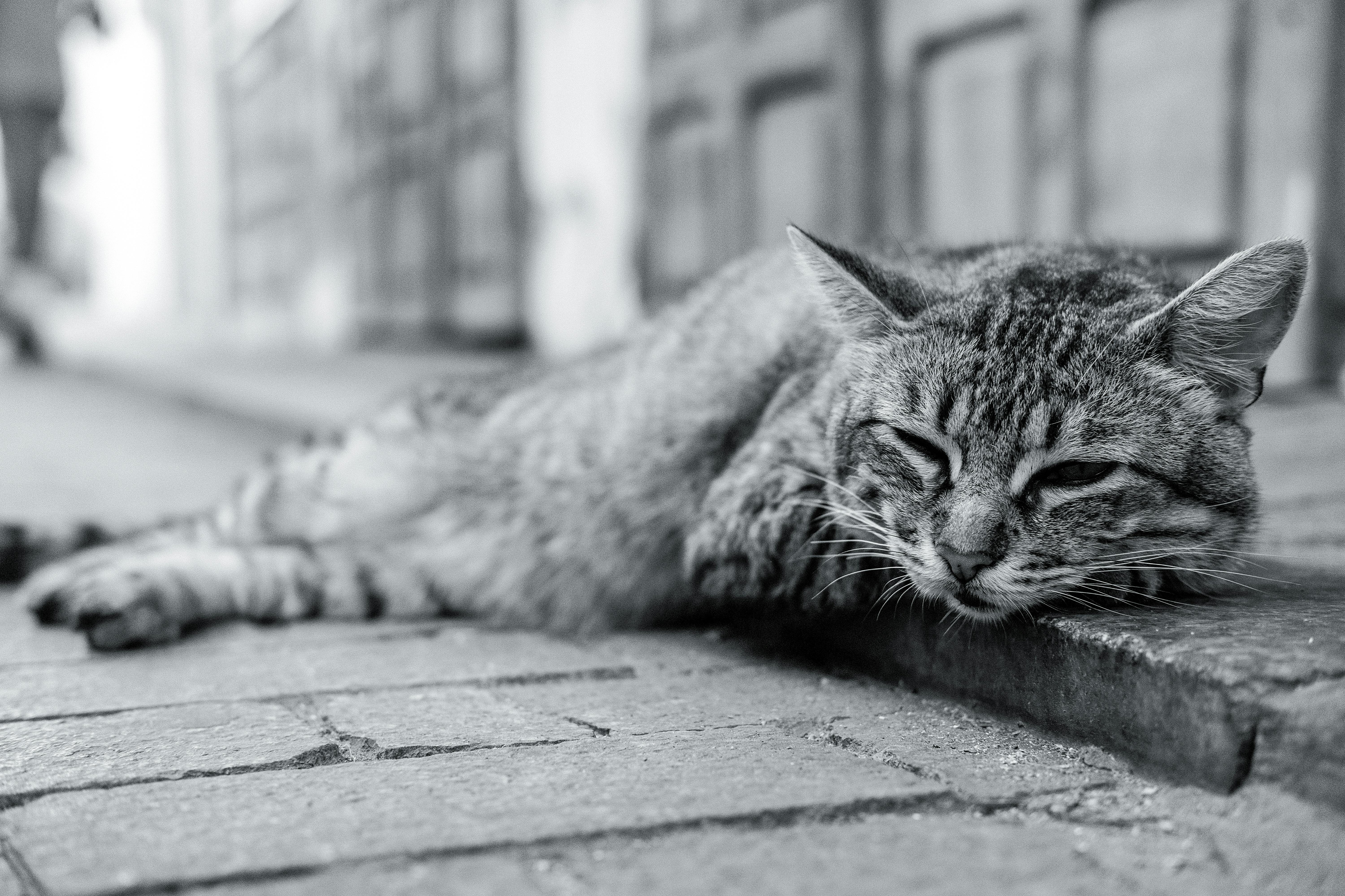 La maraude de jeanne