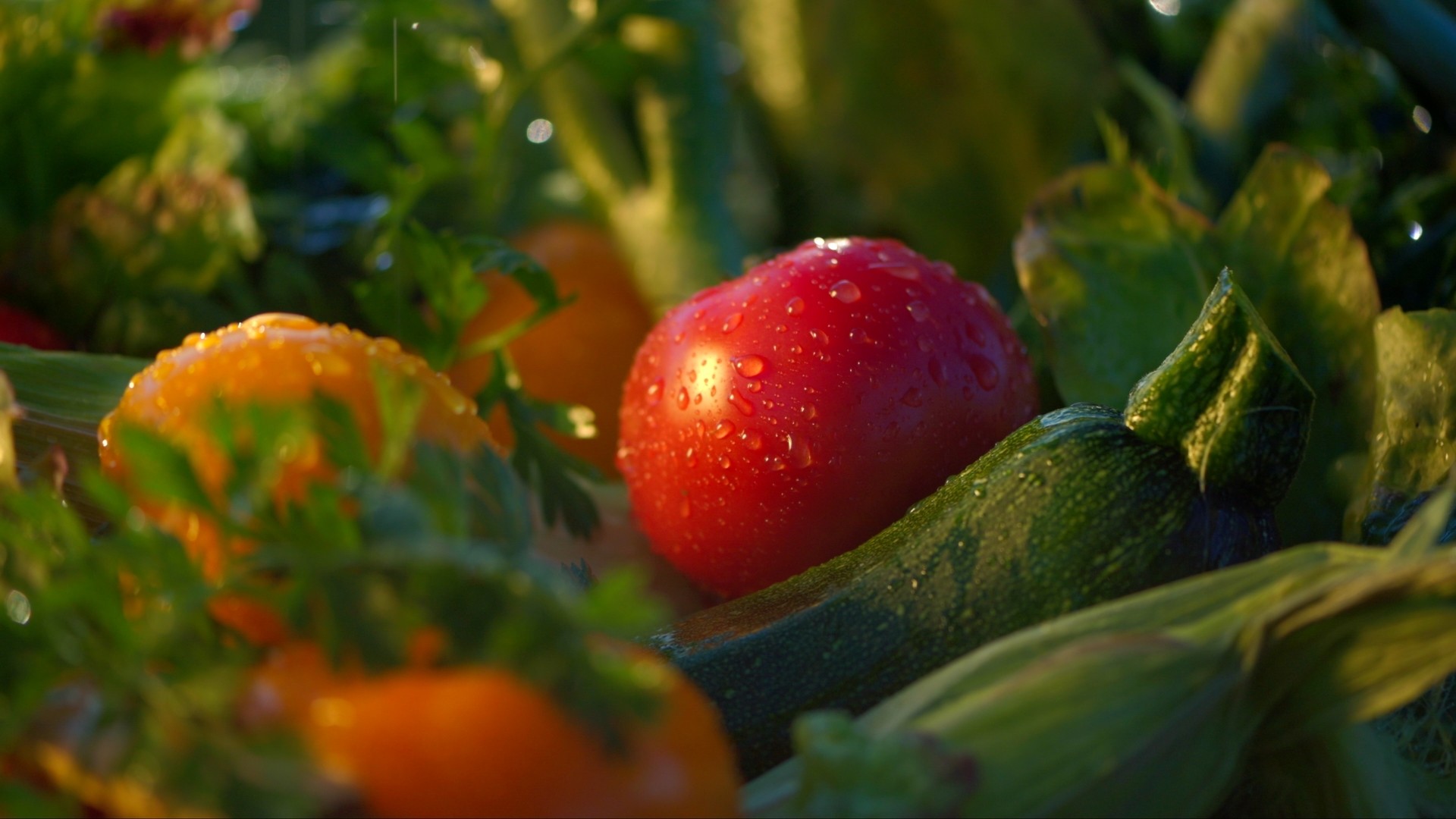 vegetables in the dew