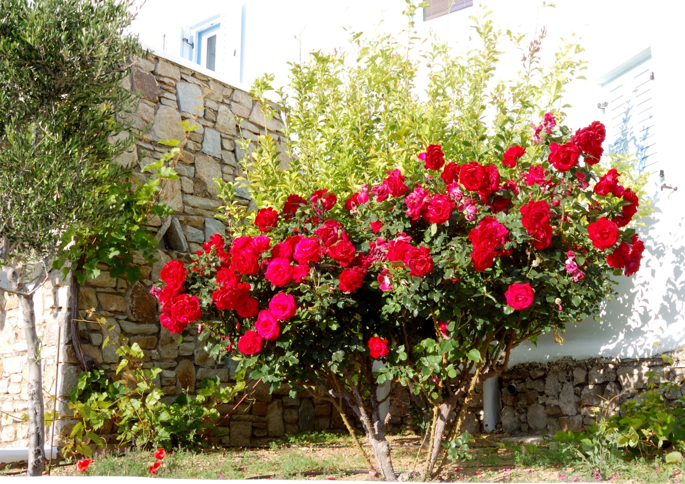 Flowering rose bushes with roses in a variety of colours