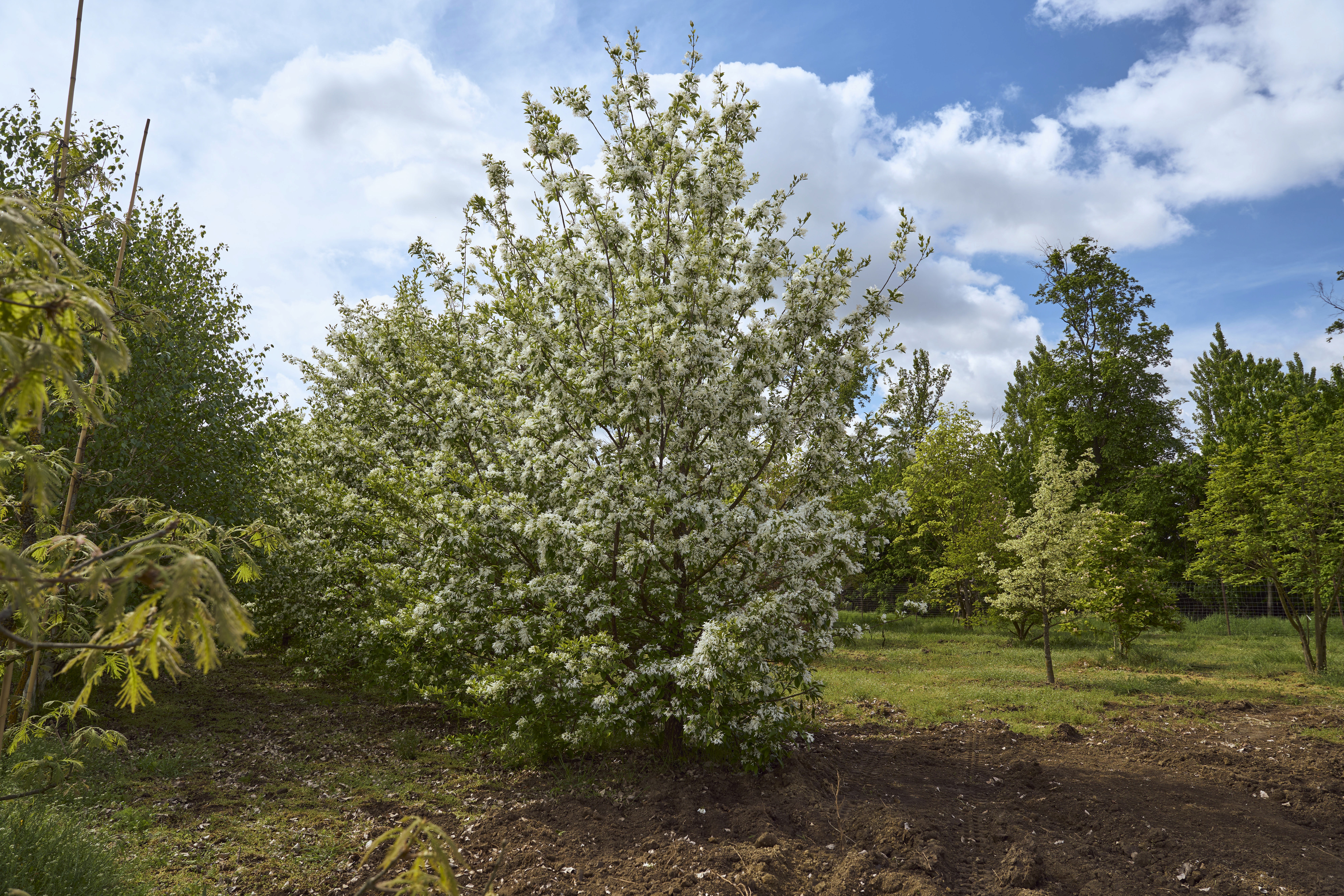 Chionanthus retusus mit locker verzweigter Krone und zahlreichen weißen, fransenartigen Blüten zwischen grünem Laub.