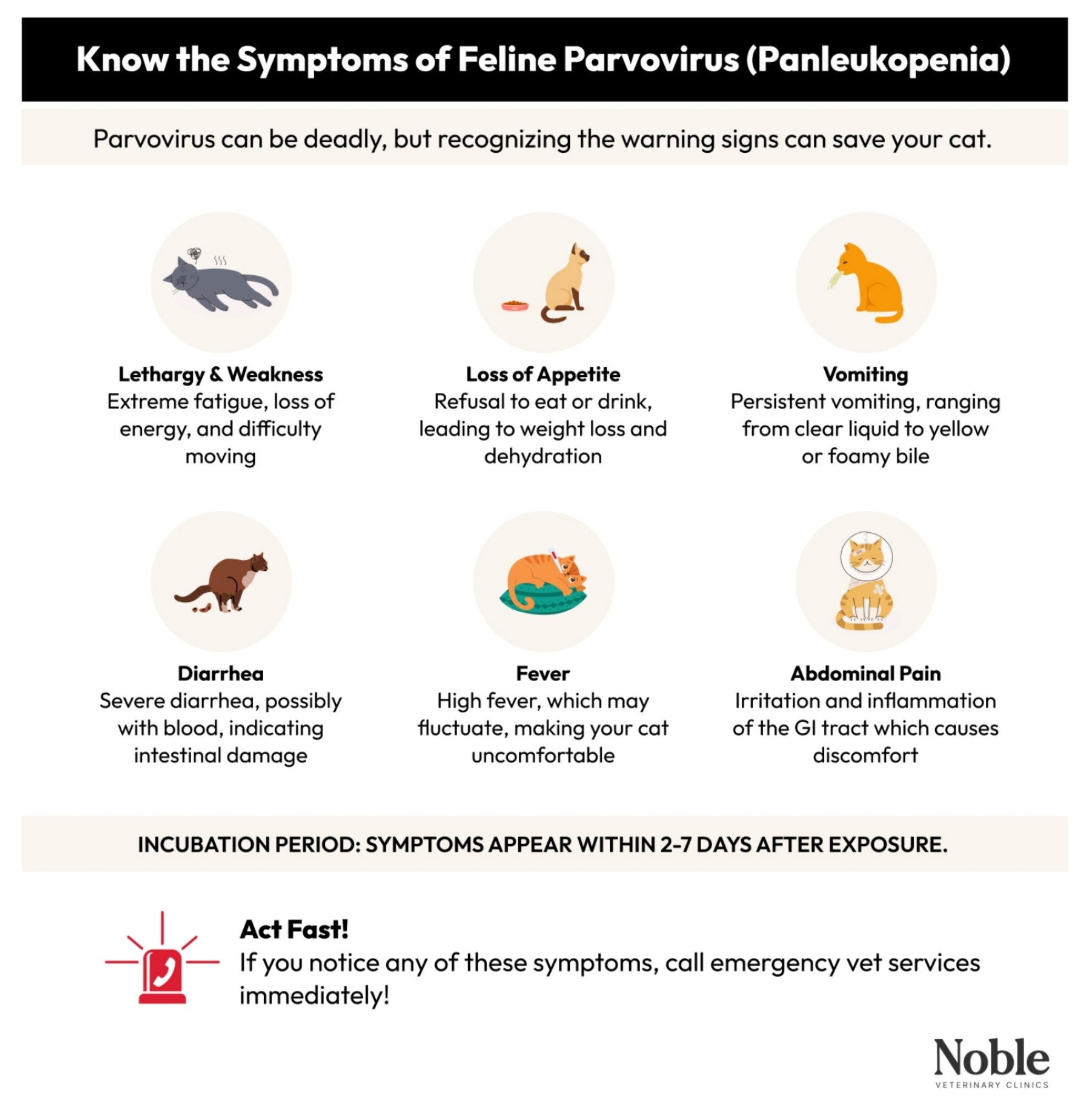 Parvovirus Warning Signs in Cats