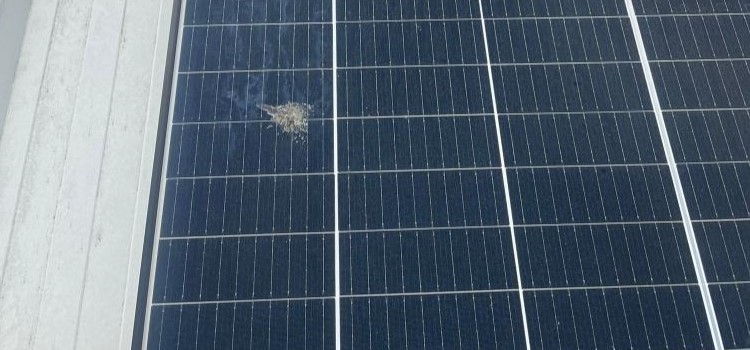 excremente de pasare corozive pe panouri solare in zona olteniei