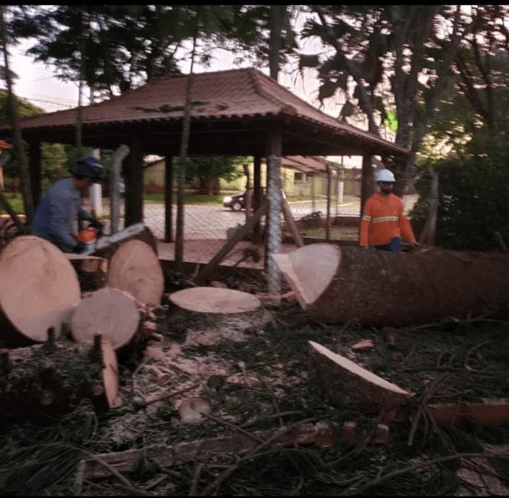 Supressão de Pinheiro