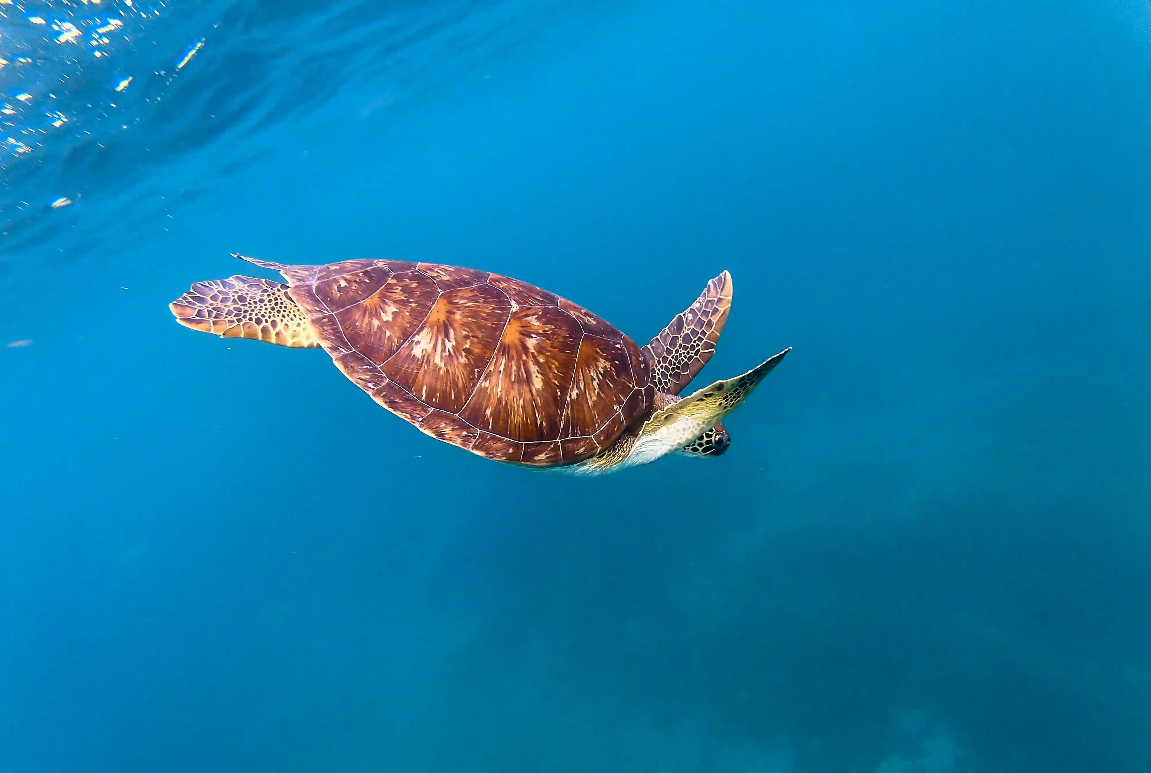 Guadeloupe, Bouillante'da su altında yüzen kaplumbağa