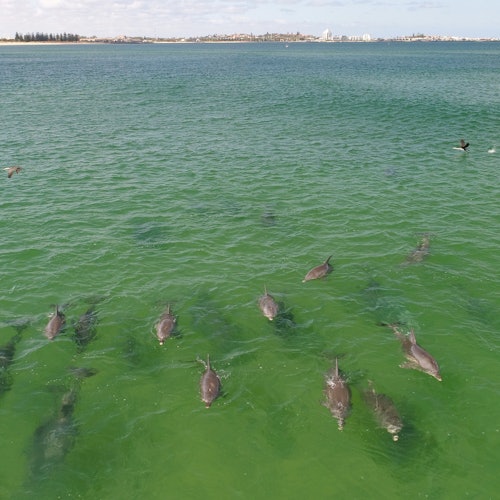 Мы обнаружим как группы дельфинов, так и отдельных особей в их естественной среде обитания.