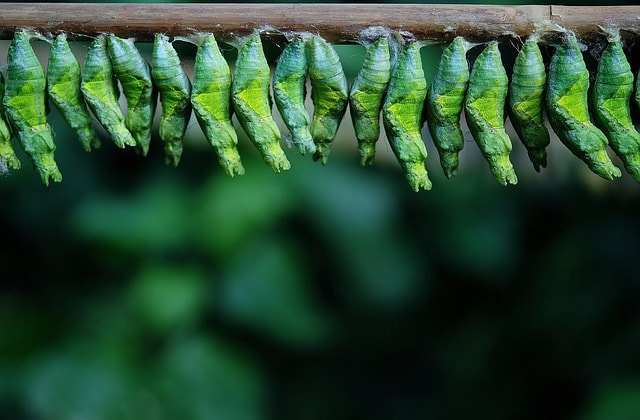 Green cocoons hanging from a branch