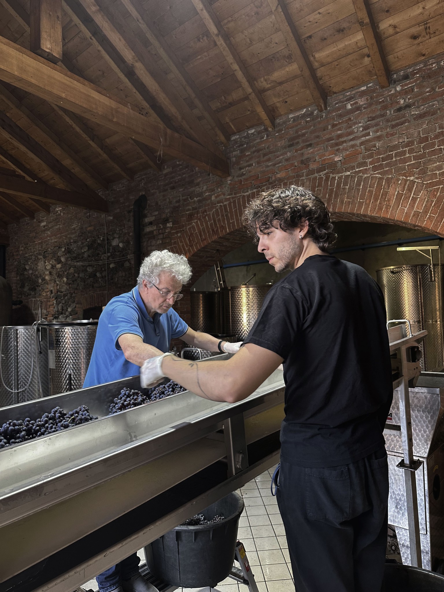 Emanuele Anzivino e Andrea Anzivino durante la selezione delle uve in vendemmia