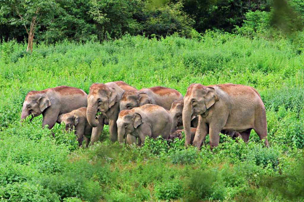 Elephants in Kui Buri National Park, Thailand