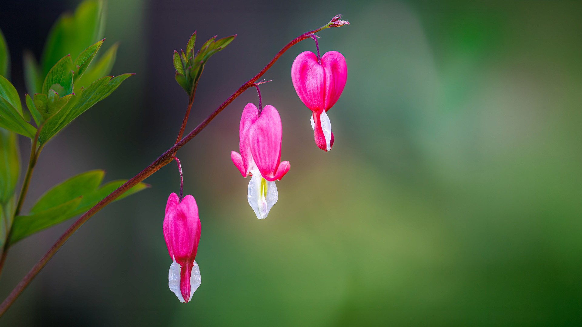 Flower macro evoking tenderness and care. Cover image for Let's Talk About Weakness. Photo by Mats Soomre. #MomentsBySoomre