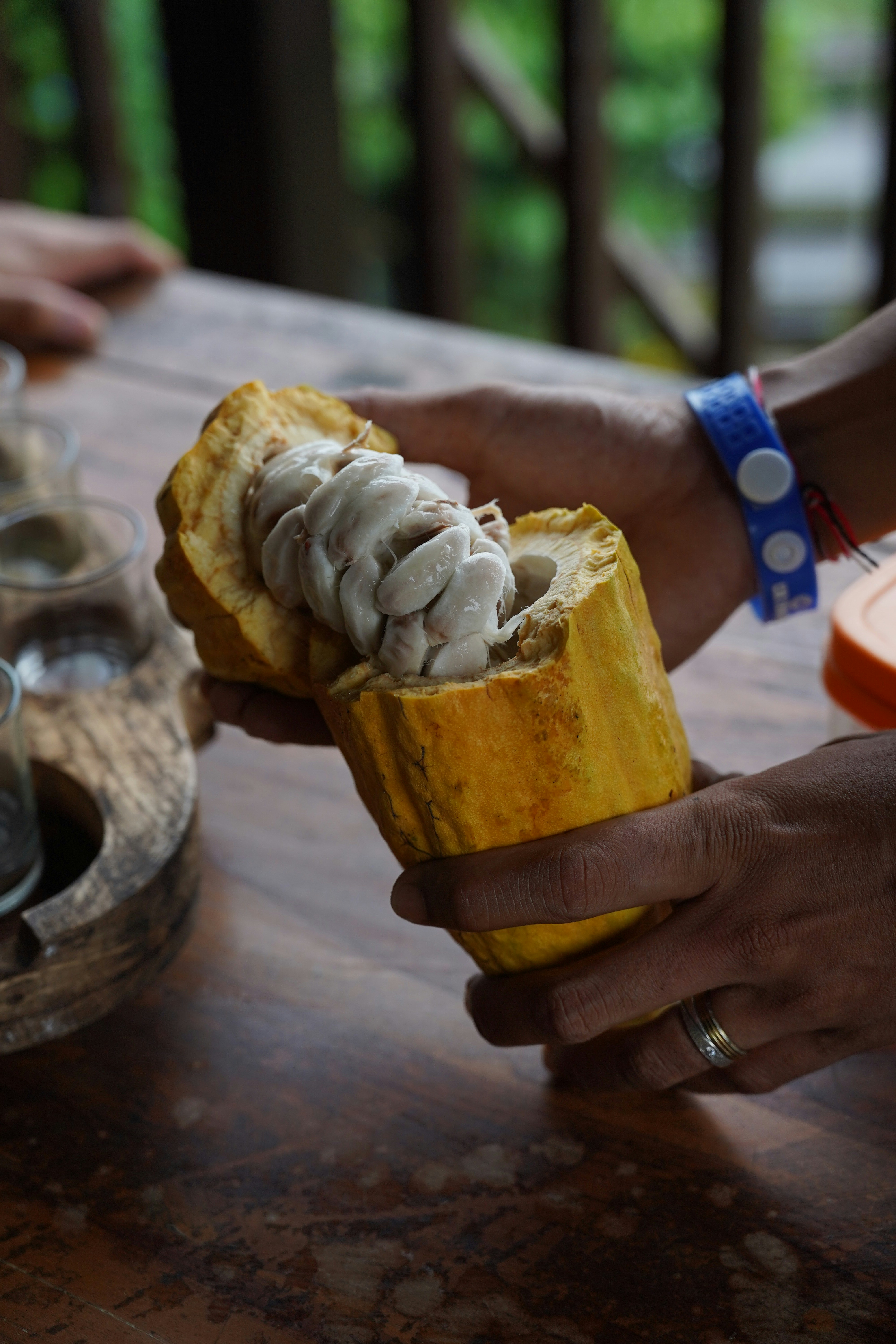 A person is holding a cocoa pod.