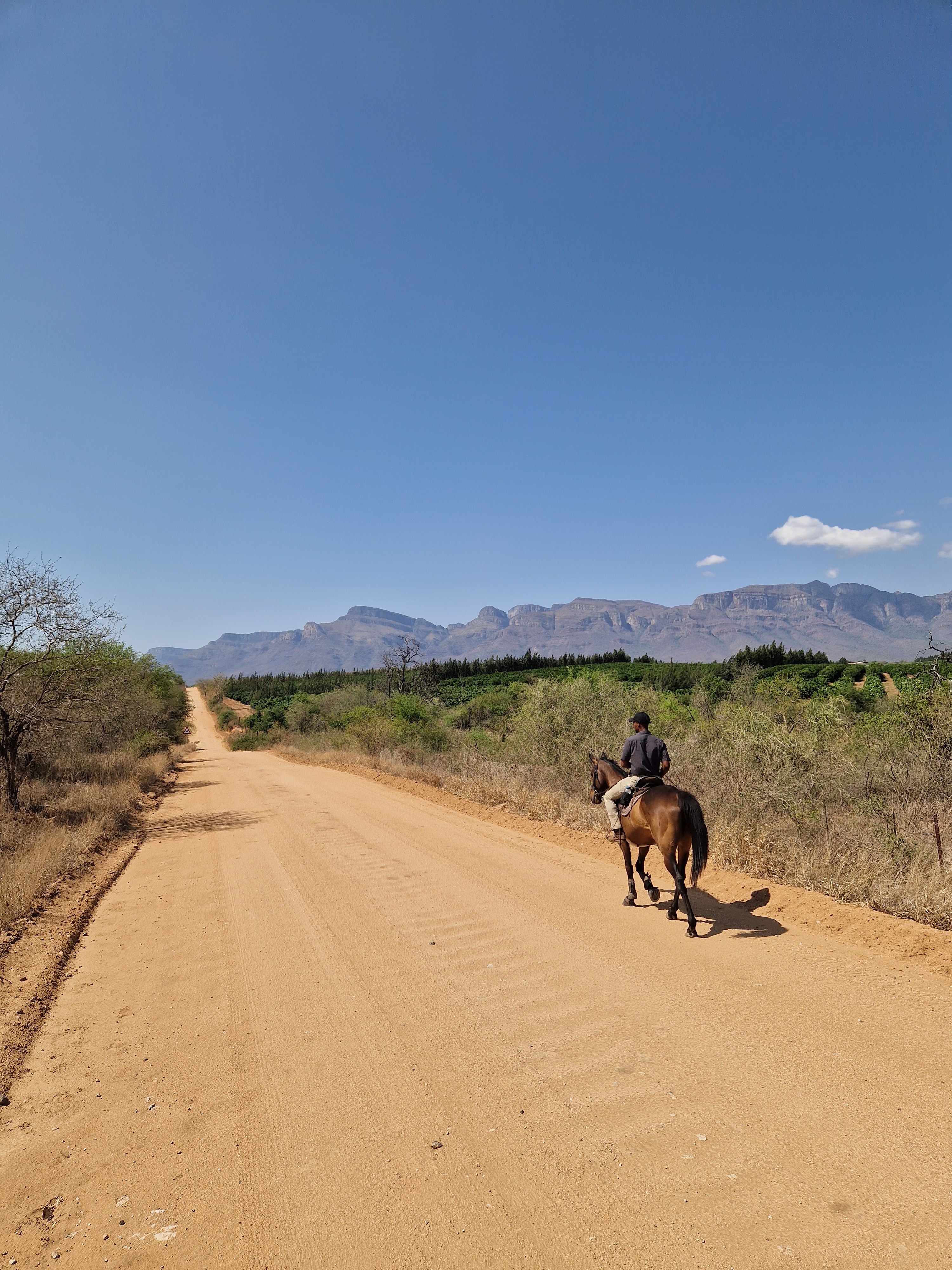 Kilimanjaro Elephant Ride, Arusha National Park, Tanzania – elefant i högt gräs tittar mot kameran, medan fem ryttare till häst på ridsafari i bakgrunden betraktar elefanten i ett grönt och frodigt landskap.