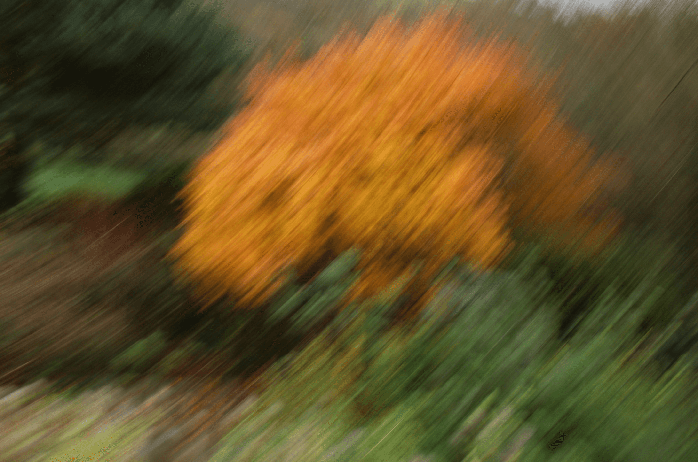 Abstract motion blur of orange and green autumn trees representing the transition from data noise to clear LinkedIn audience insights and ICP alignment.