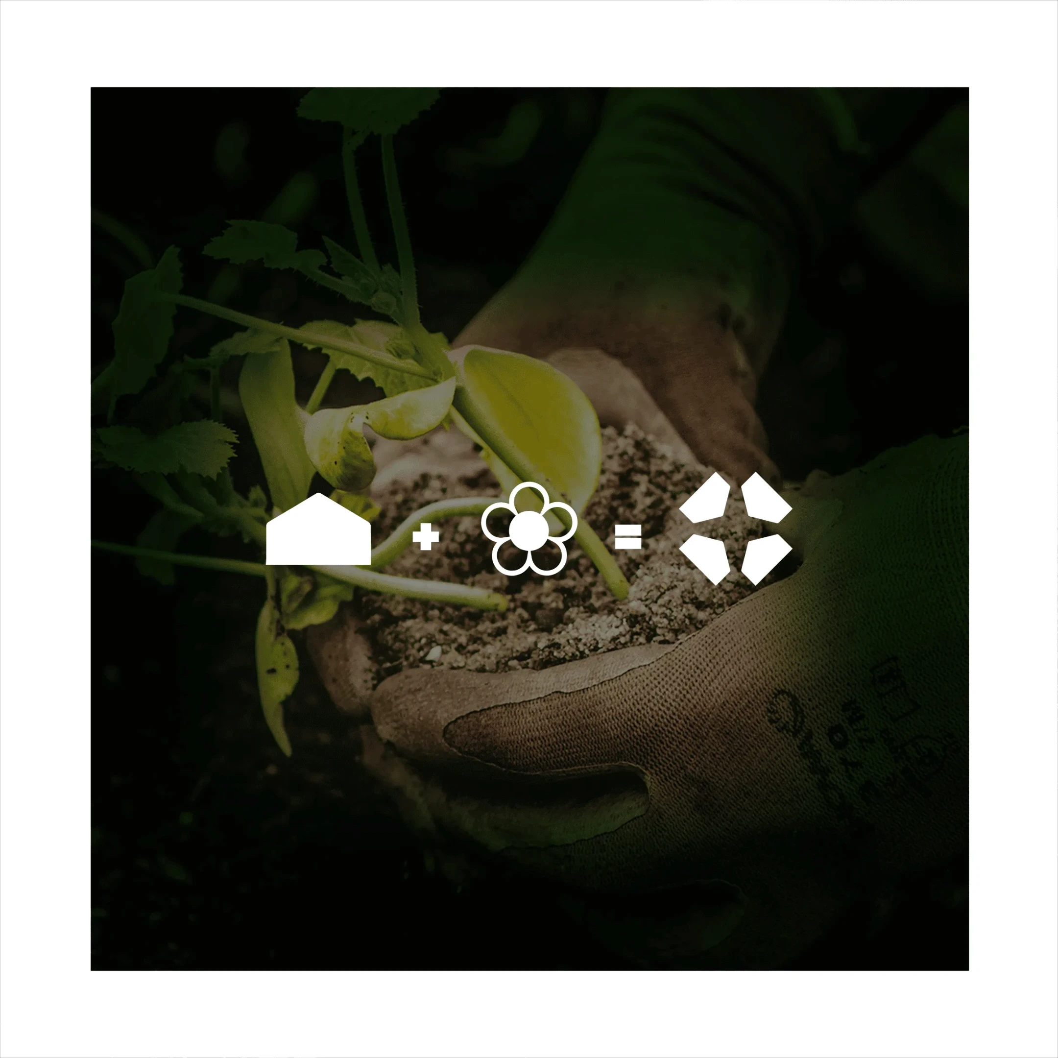 homa visual identity design