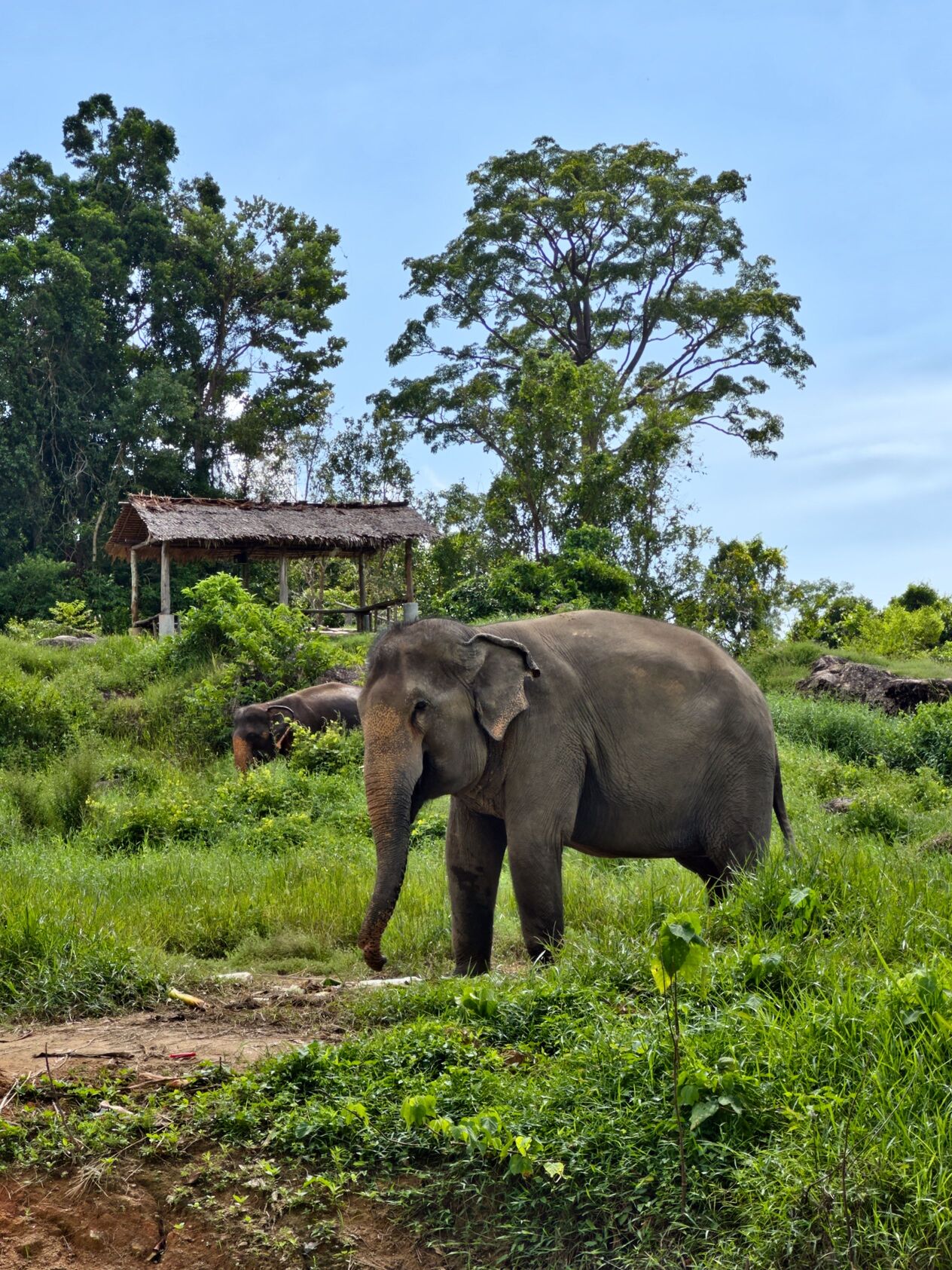 Northern Jungle & Elephant Sanctuary