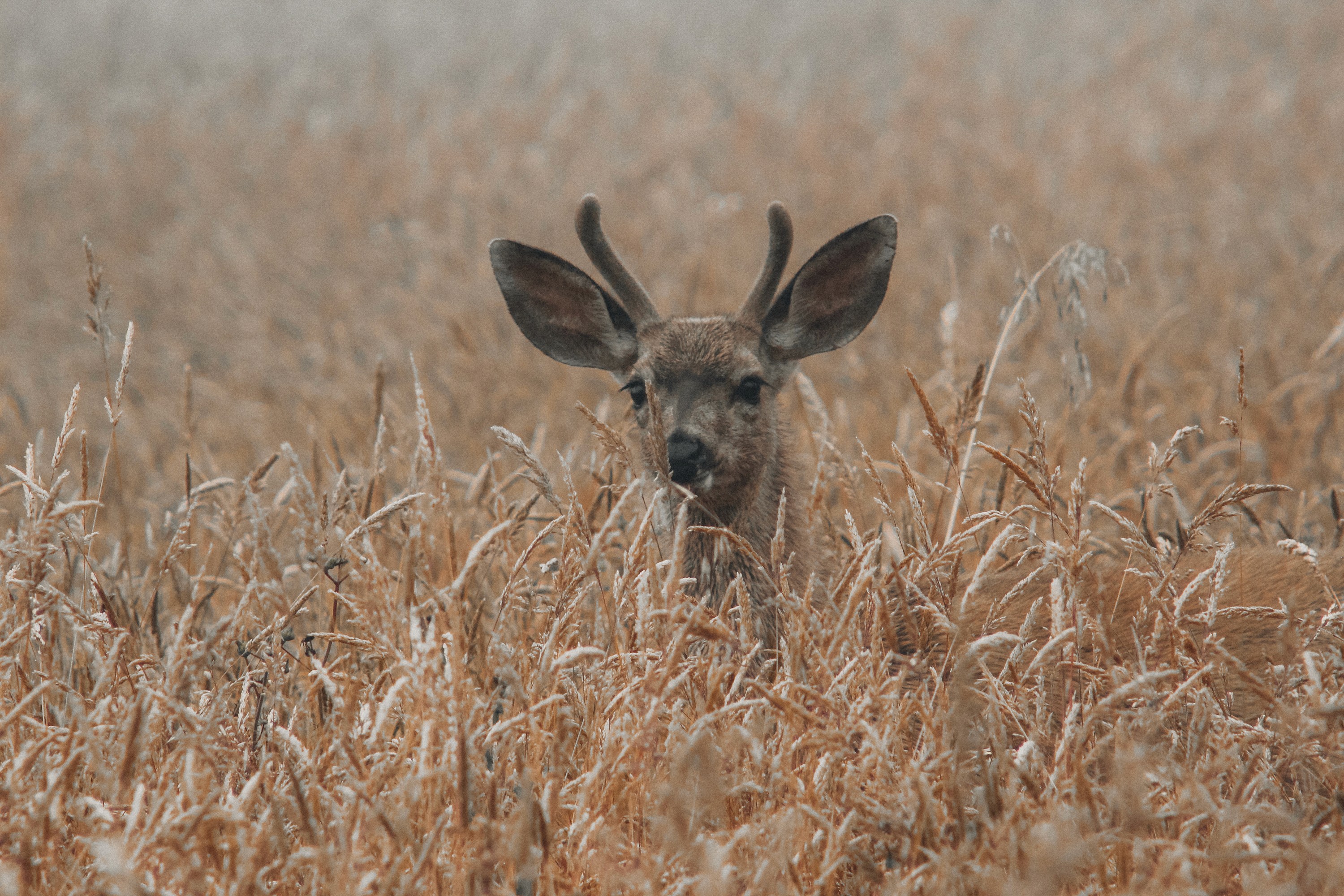 young deer buck wildlife photography