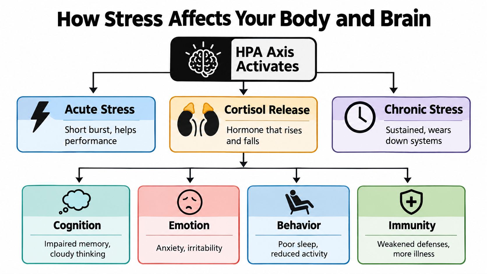 A flow chart illustrating how the HPA axis activation leads to acute or chronic stress, impacting health.