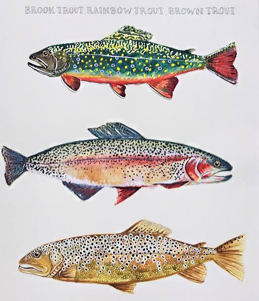 Featured Trout at Purple Top Retreat