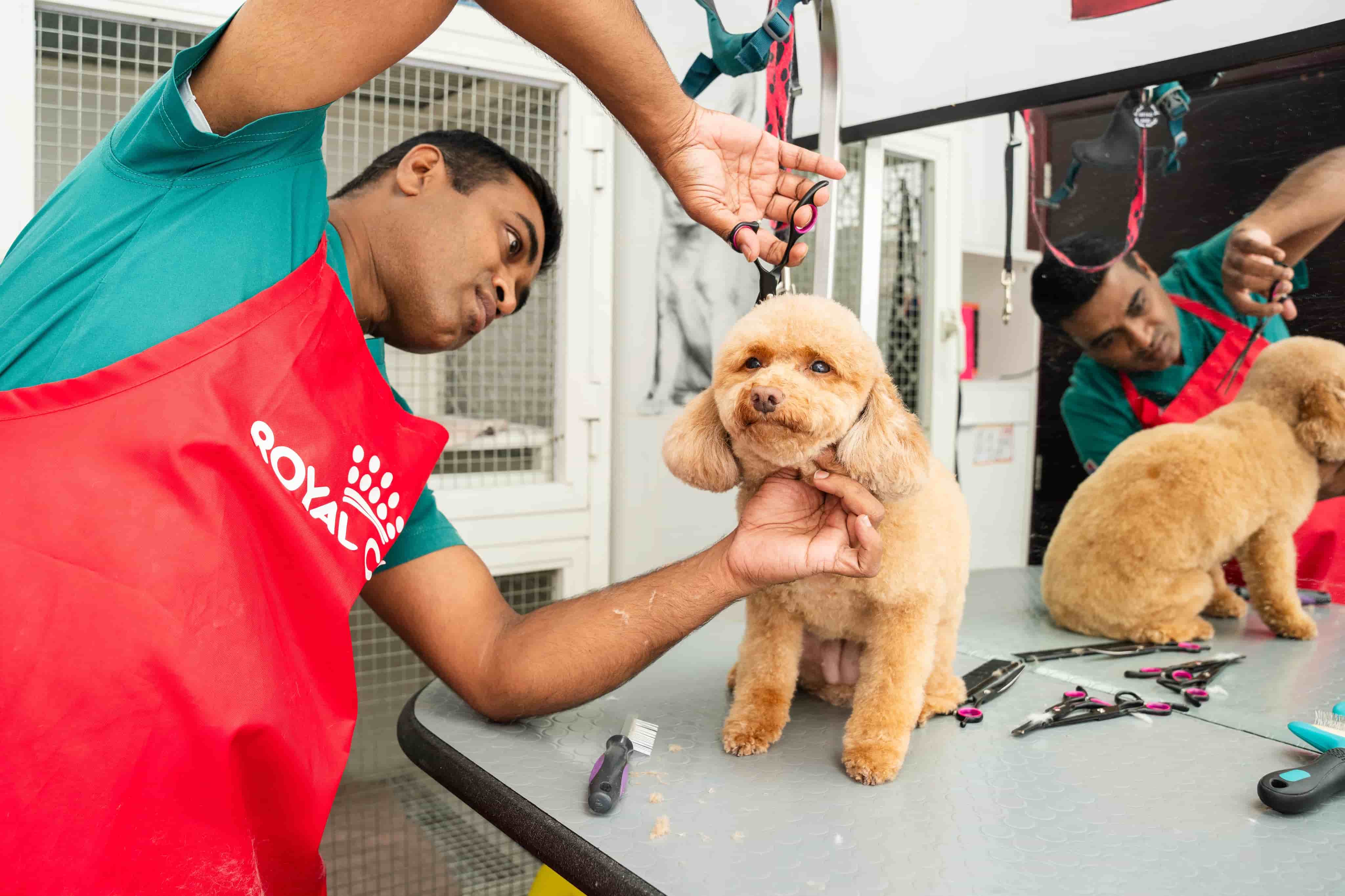 A groomer in a red apron trims a small, fluffy dog's fur on a grooming table. The dog looks calm, surrounded by grooming tools.