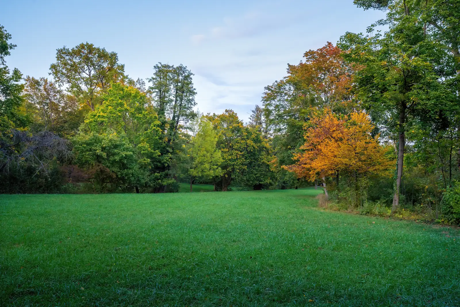 beautiful backyard with green grass