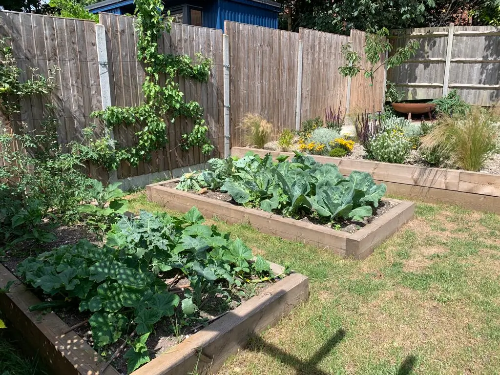 A garden with raised beds filled with lush vegetables, surrounded by a wooden fence and greenery in the background.