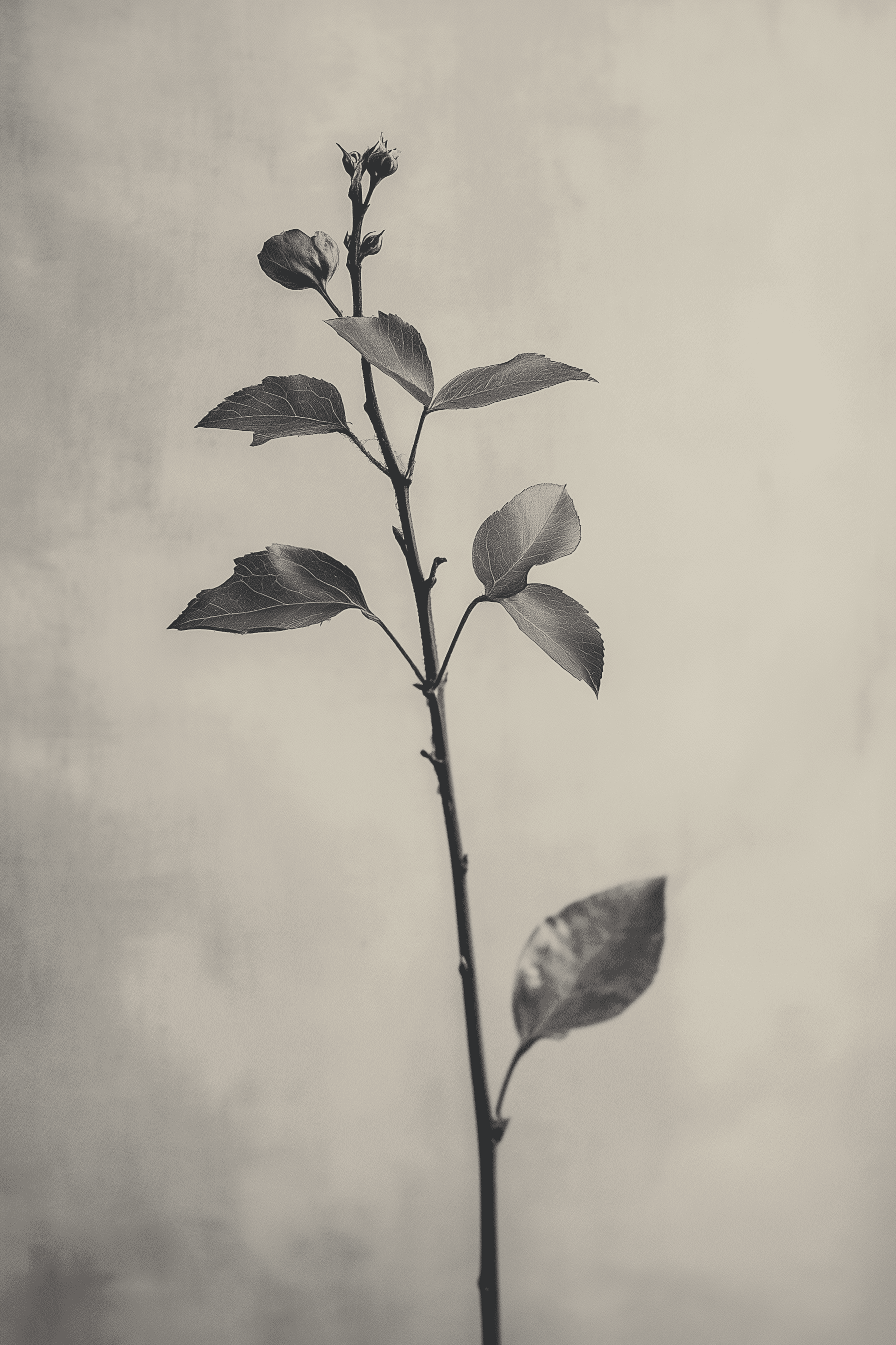 A single, slender rose stem with a few leaves and a closed flower bud, set against a softly blurred, neutral background. The image is predominantly in shades of black and white, highlighting the delicate textures of the leaves and stem.