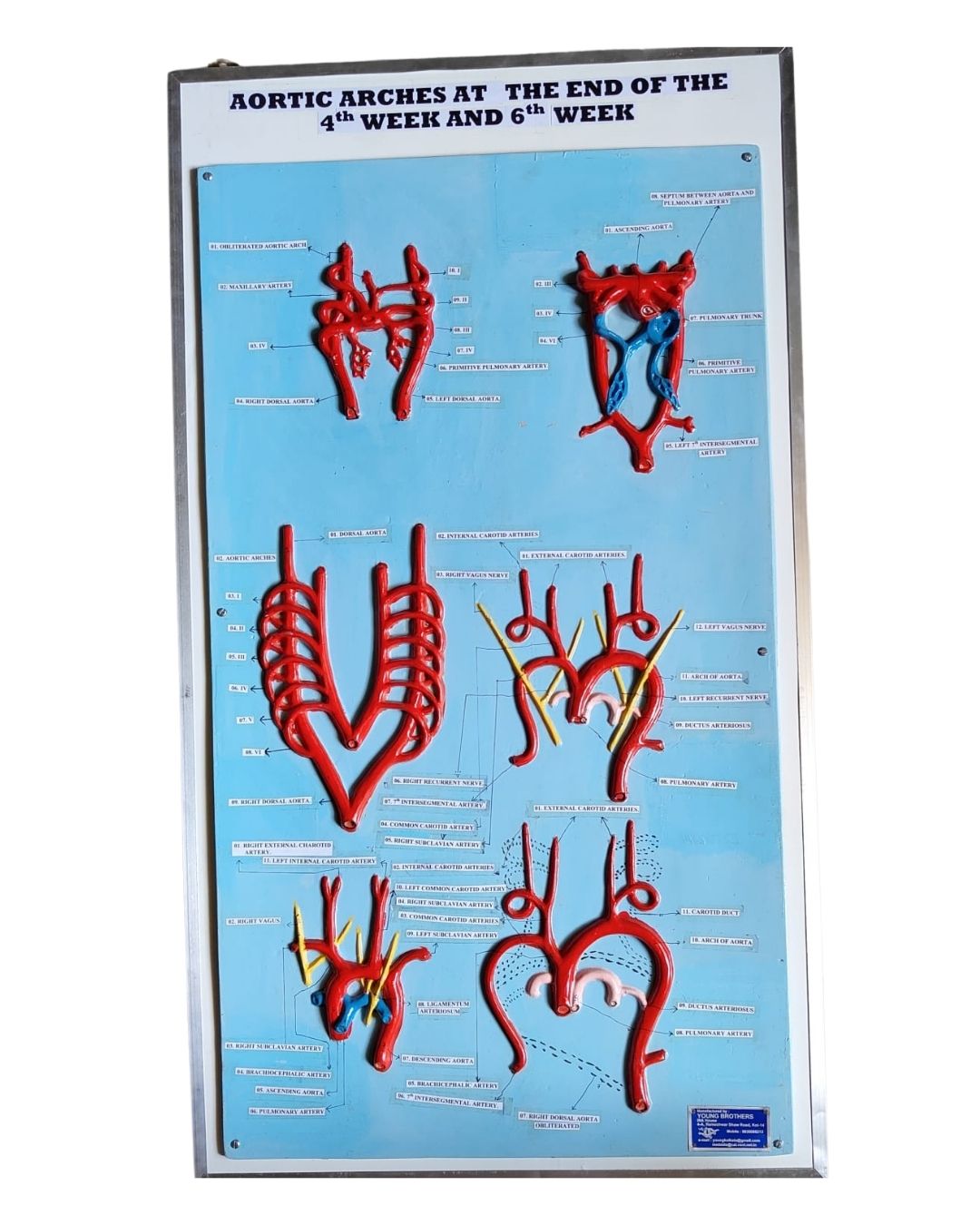 Aortic Arches at 4th & 6th Week